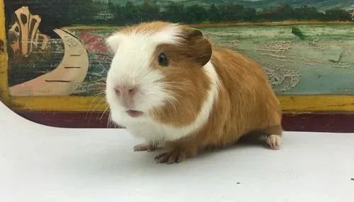 水豚反差,水豚的便便动物们会吃吗