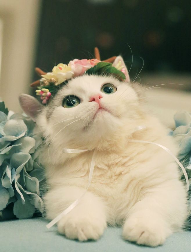 渴望猫粮适合什么样的猫咪吃,适合拉软便猫咪的猫粮