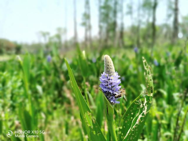 荣耀x10是双5g手机吗,荣耀x10最值得入手的5g手机