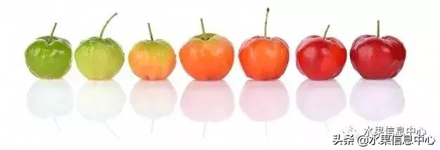 针叶樱桃不是樱桃,针叶樱桃与山樱桃一样吗