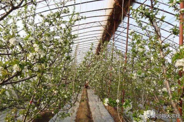 樱桃小柿子温室大棚高产栽培技术,温室大棚一根棍樱桃栽培模式