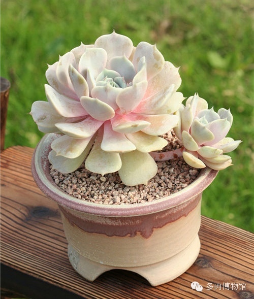 适合云南养的多肉,云南露养最好养活的多肉