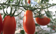 药食同源-补肾滋阴，益气养血就靠“它”