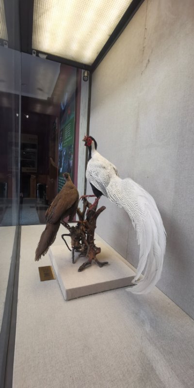 “鸟中‘闲客’——白鹇”特展在黑龙江省博物馆展出