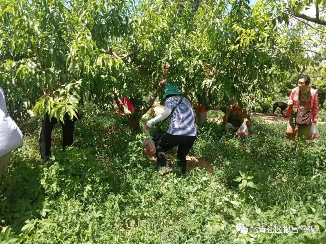 又到了采摘油桃的季节,油桃采摘季来袭你准备好了吗