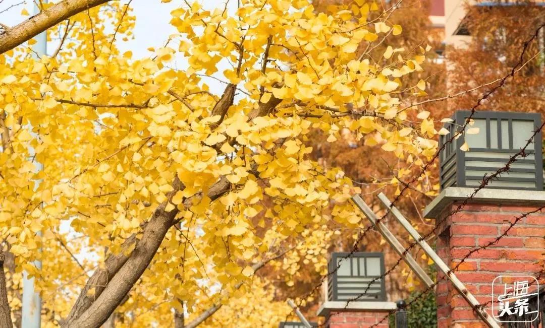 有一种记忆叫永远的回忆,有一种记忆叫失忆