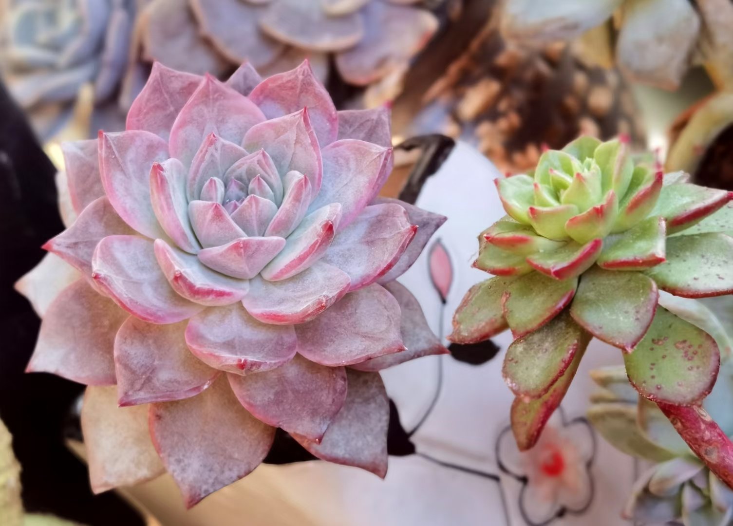 这3款多肉好养易活,这三种多肉不养成盆景就浪费了