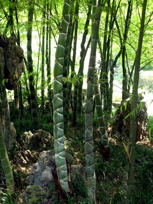 成都望江楼公园简介,成都望江楼公园要门票吗