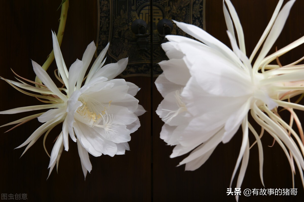 花卉的真实故事,中国花卉的故事