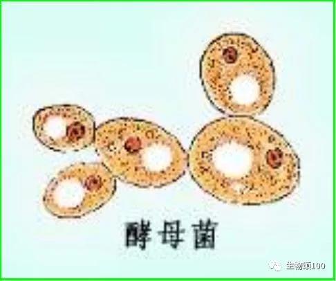 学科教学生物真题,生物教学中各种模型