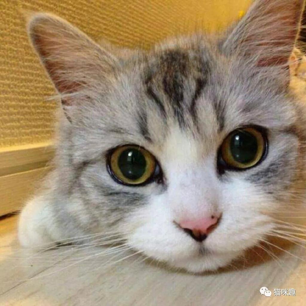 猫口腔常见疾病,英短猫最常见的疾病