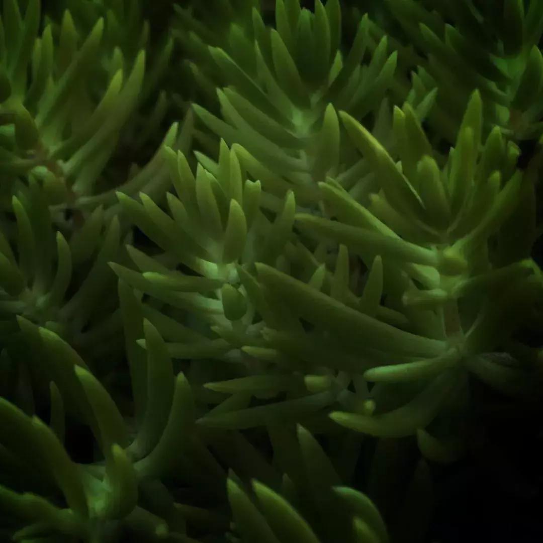 红色婚礼主题风格高级,粉色婚礼主题风格