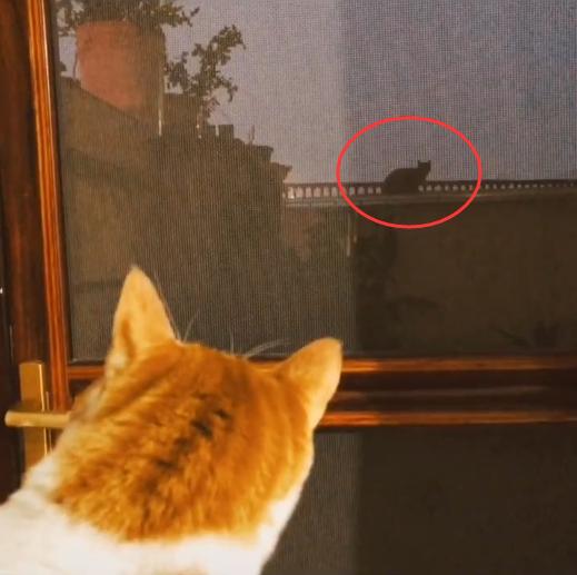 大橘猫一直受委屈被三只母猫欺负,邻居家猫老是来我家怎么办