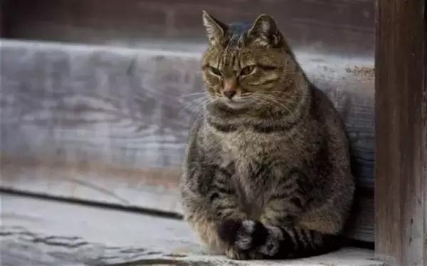 猫毛过敏，又很想养猫怎么办？十条建议帮你消除烦恼