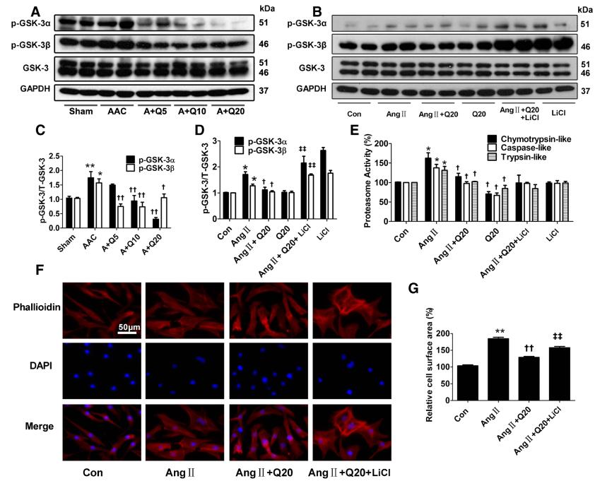 槲皮素对治疗肺部疾病有效果吗,槲皮素的抗炎免疫及部分机制研究