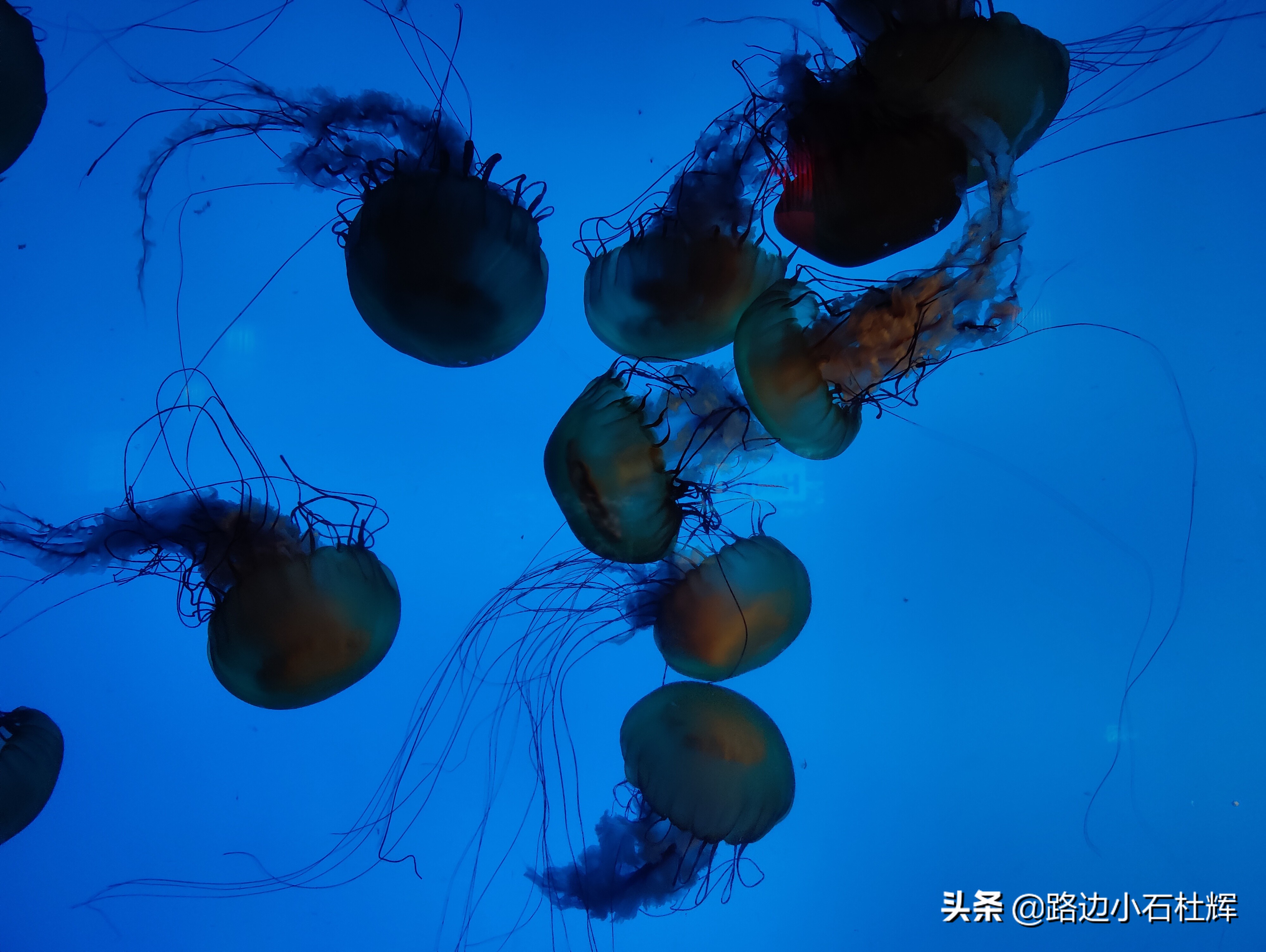 北京海洋馆游玩一览表,北京太平洋海洋馆海底世界