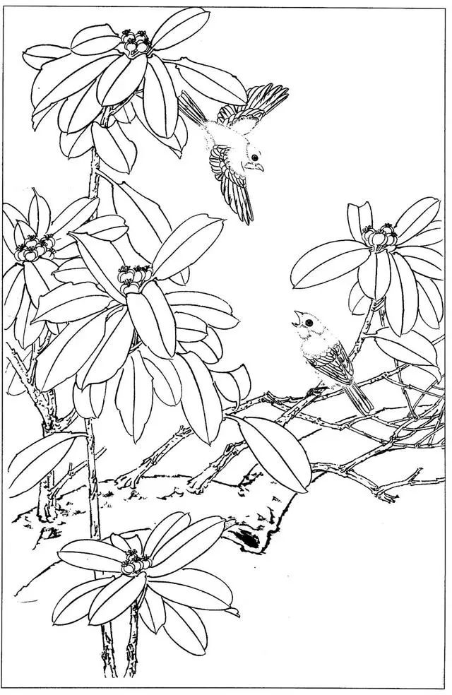 工笔花鸟白描步骤图,牡丹六尺横幅白描工笔花鸟底稿