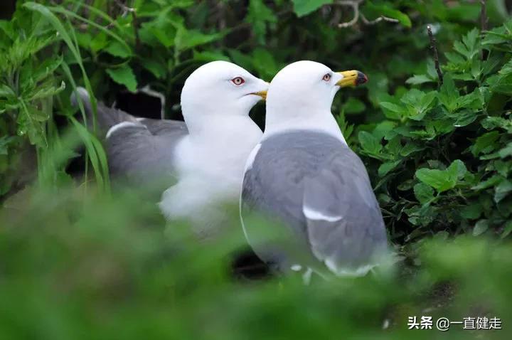 可怕的谣言小说,谣言的危险小说