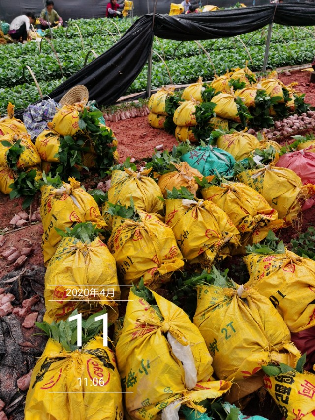 五指毛桃种苗繁殖方法,五指毛桃种苗