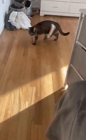 猫能治愈抑郁症,猫真的治愈孤独吗完整版