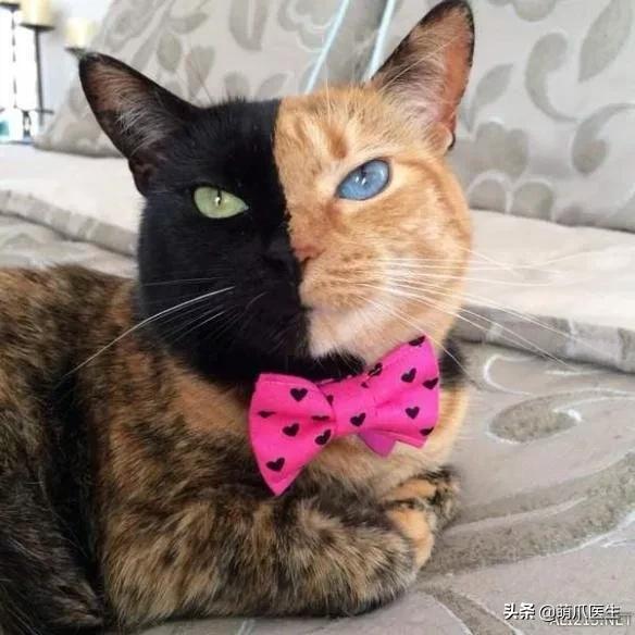 中华田园猫就是叫土猫？论给猫起名，古人可比我们强多了