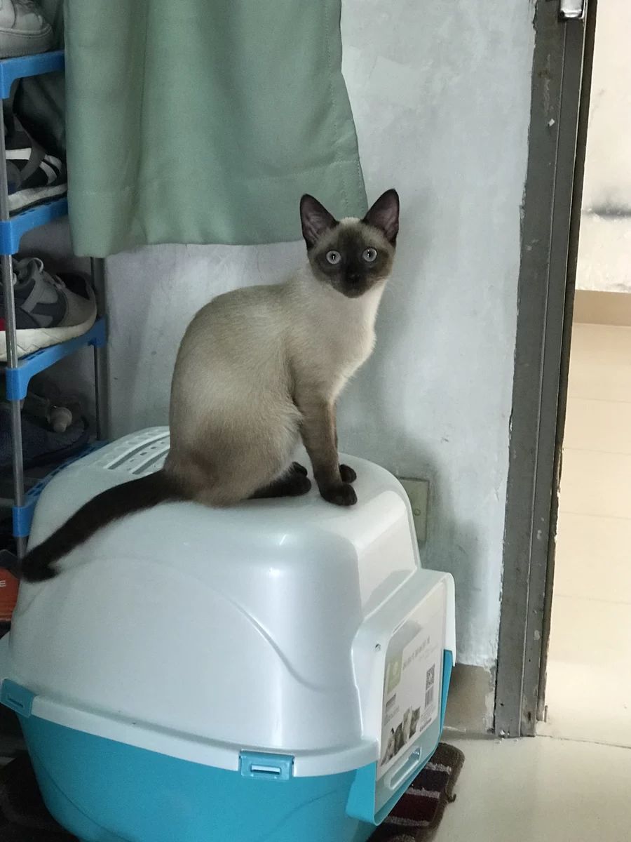 猫狗双全必备清单,猫狗主子的日常