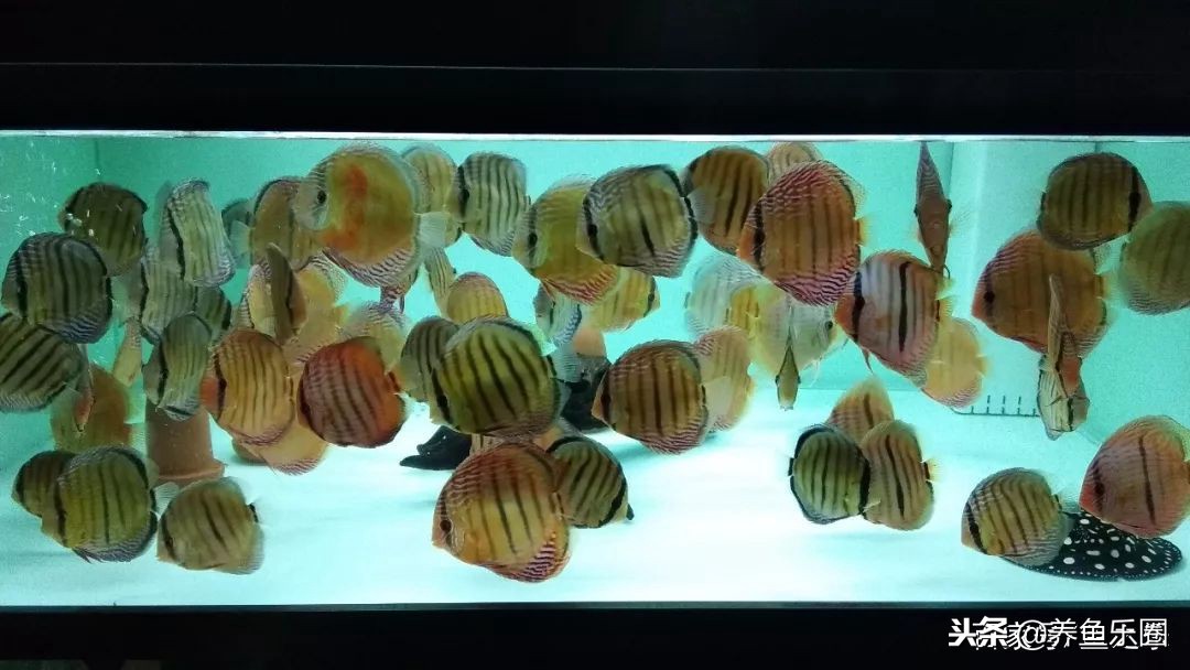 这位土豪家的渔场，光滤材就花了500多万，你确定不要见识一下？