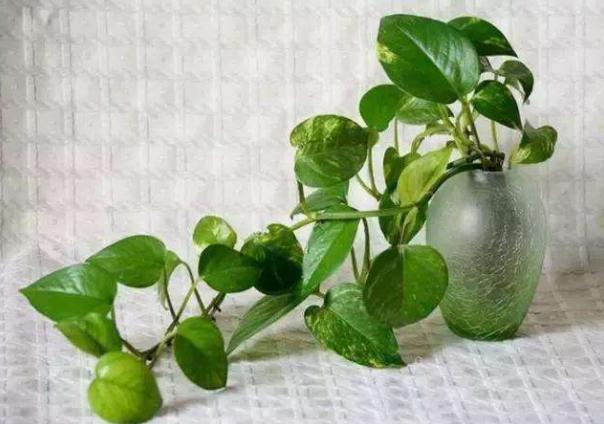 淘米水浇花招虫子吗,淘米水浇花会臭吗