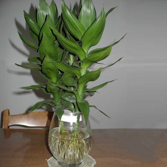 水培富贵竹黄叶怎么办？找准对策，根系壮，叶片多，绿油油