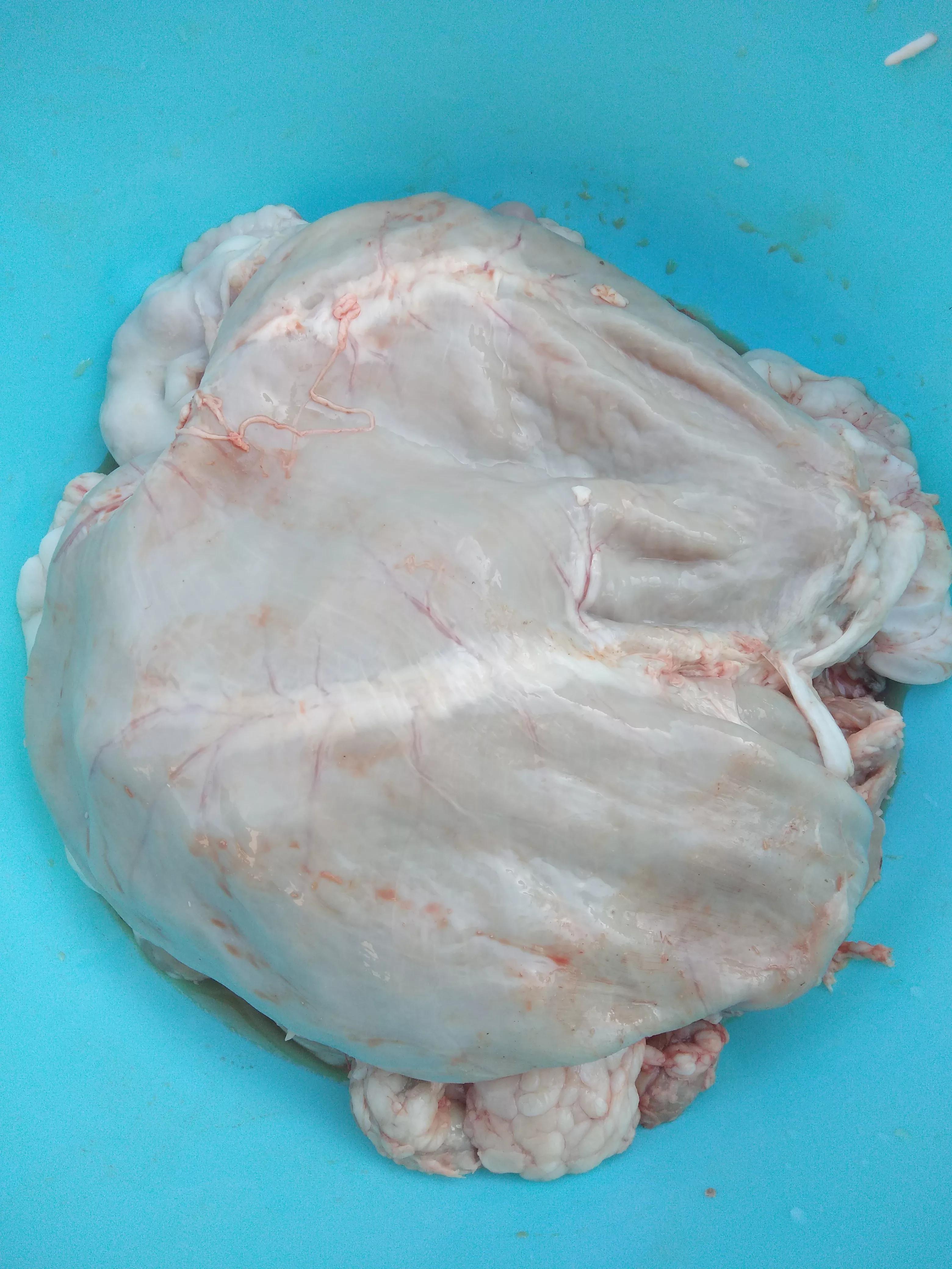 羊身上的一大块肥肉,羊身上的唯一一块活肉