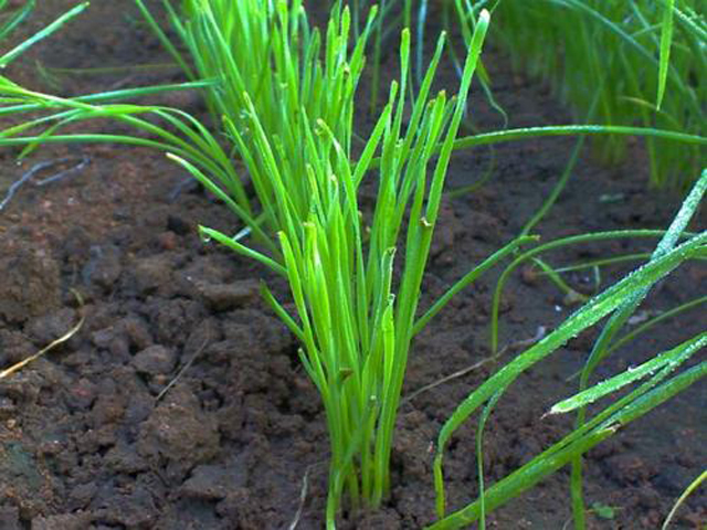 韭菜种植小妙招短视频,农村韭菜种子种植方法和技巧