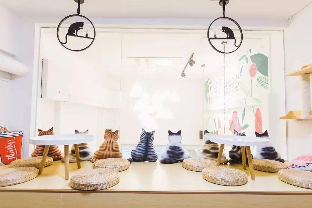 适合带猫咪下午茶好去处,佛山南海区猫咪推荐