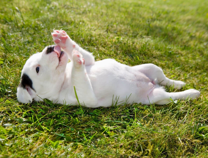 适合老年人养的狗排行榜,适合老人养的狗好养活的品种
