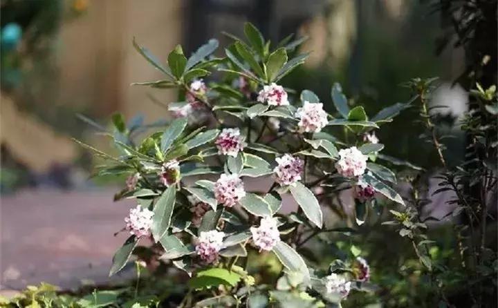 常见植物大全视频,常见的木本植物有哪些