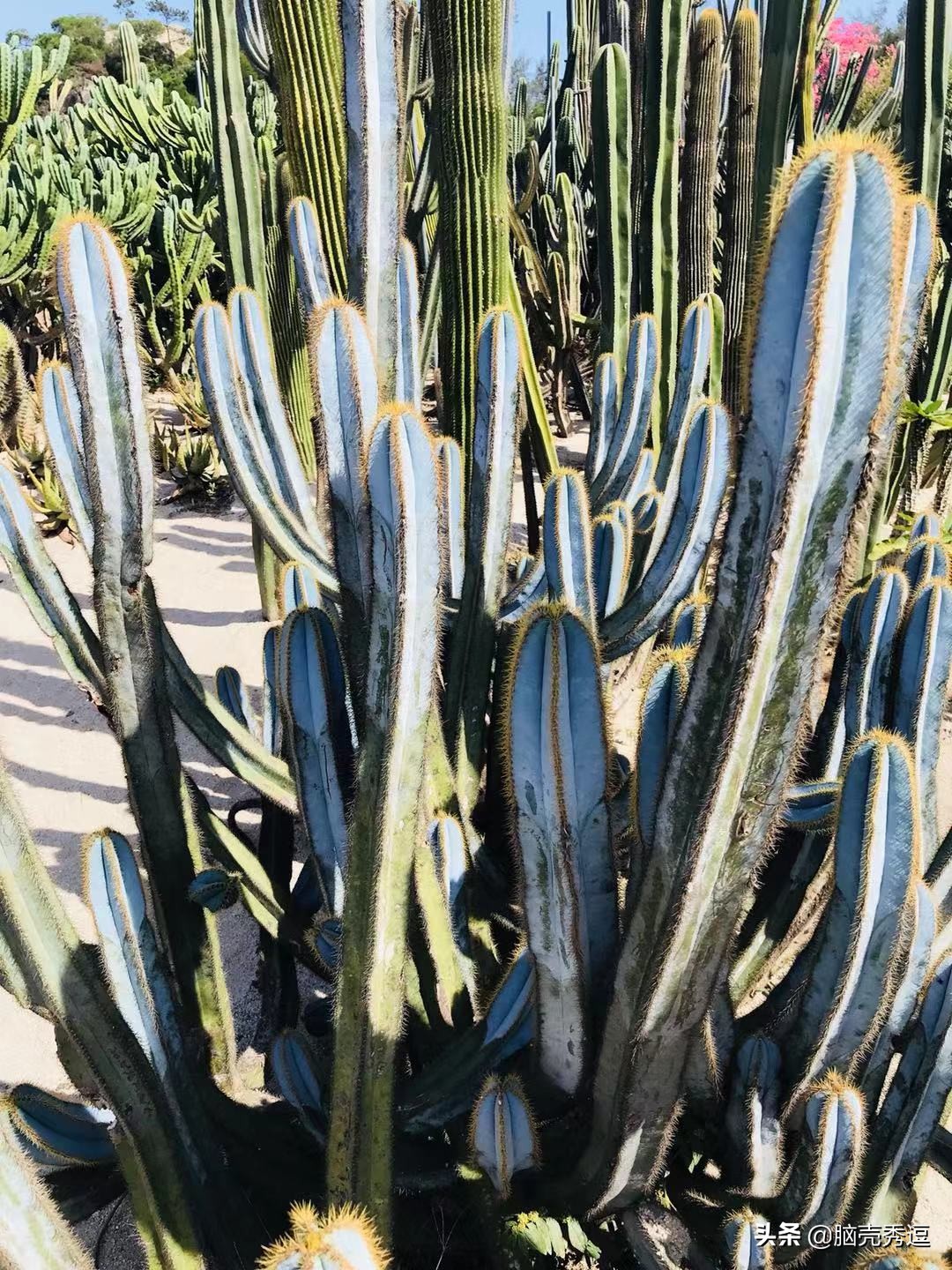 厦门四天自由行攻略最详细,厦门自由行攻略5天详细