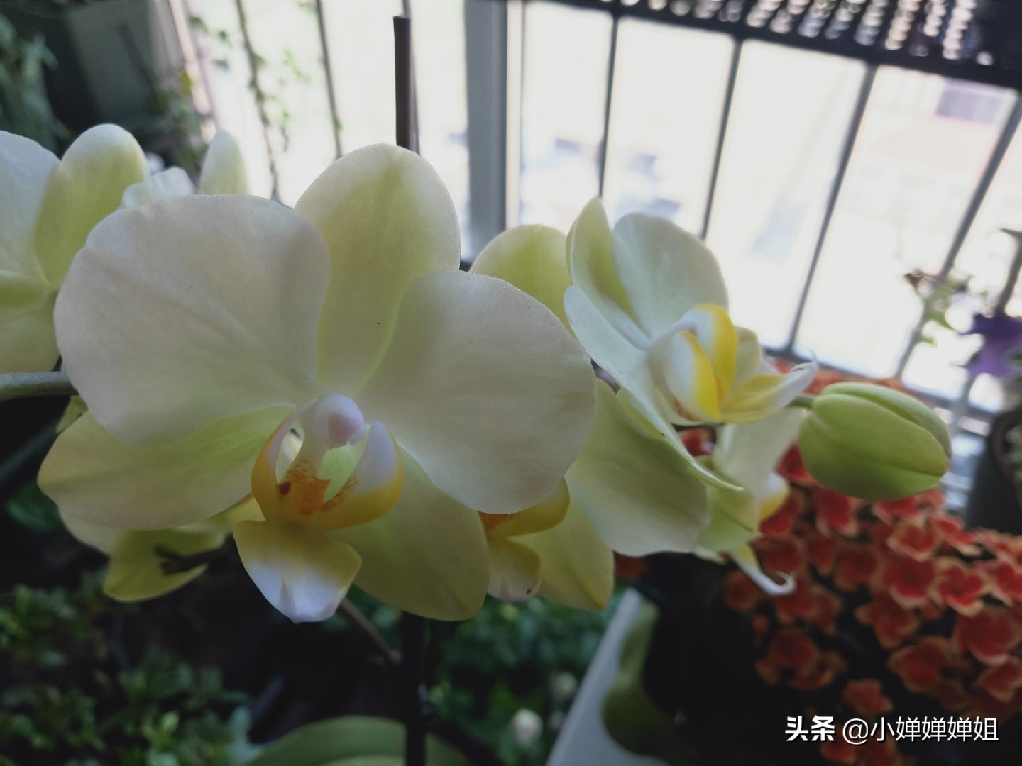 蝴蝶兰叶片变黄是怎么回事,蝴蝶兰开花叶子有褶皱咋回事