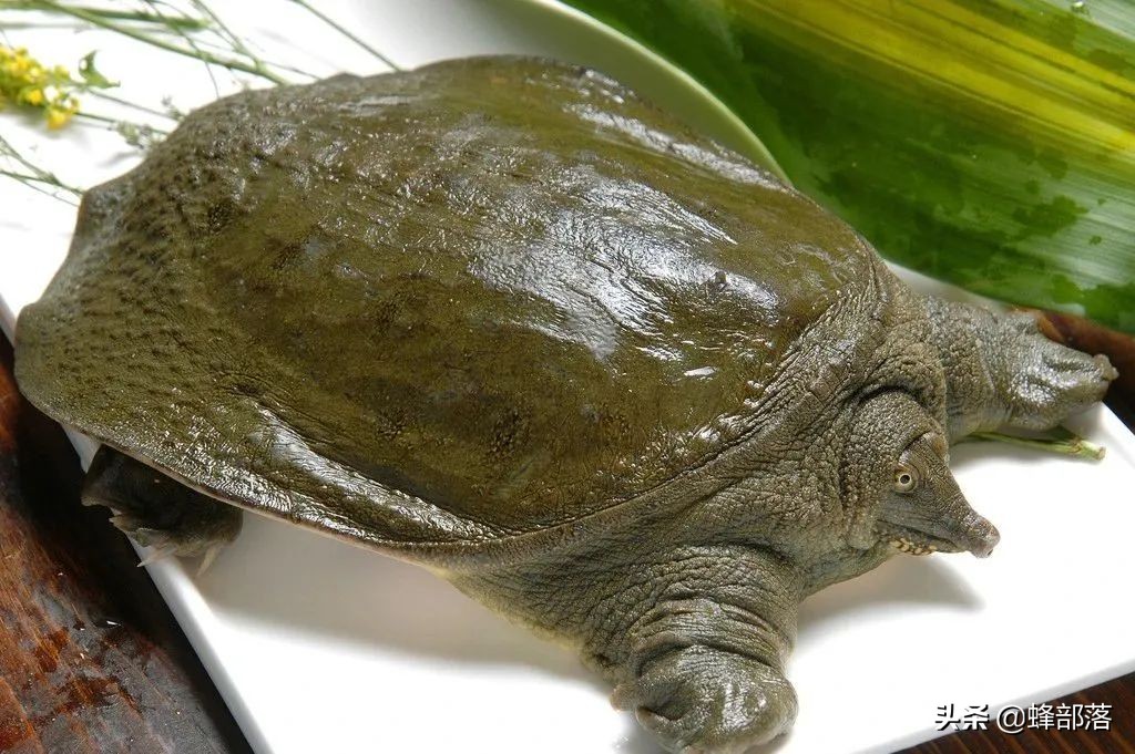 什么鱼最好养殖最挣钱,农村养殖鱼的技巧和注意事项