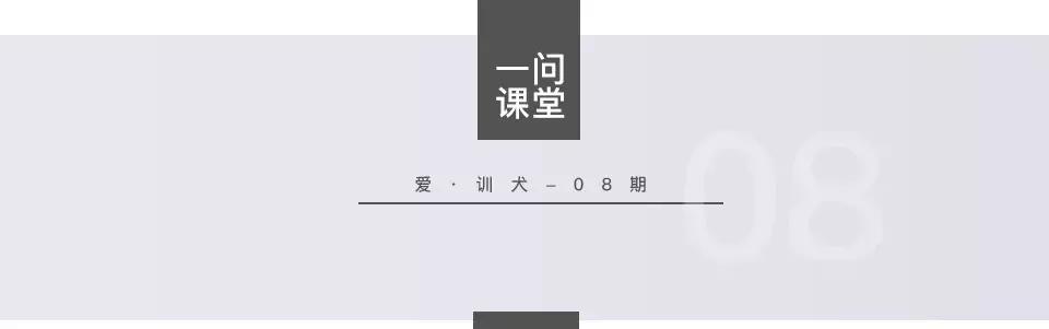 训犬狗狗不听话,爱训犬