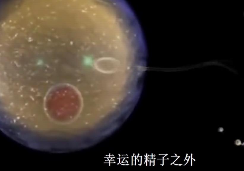 组图*放播**精子和卵子结合全过程,精子:找个媳妇,太难了