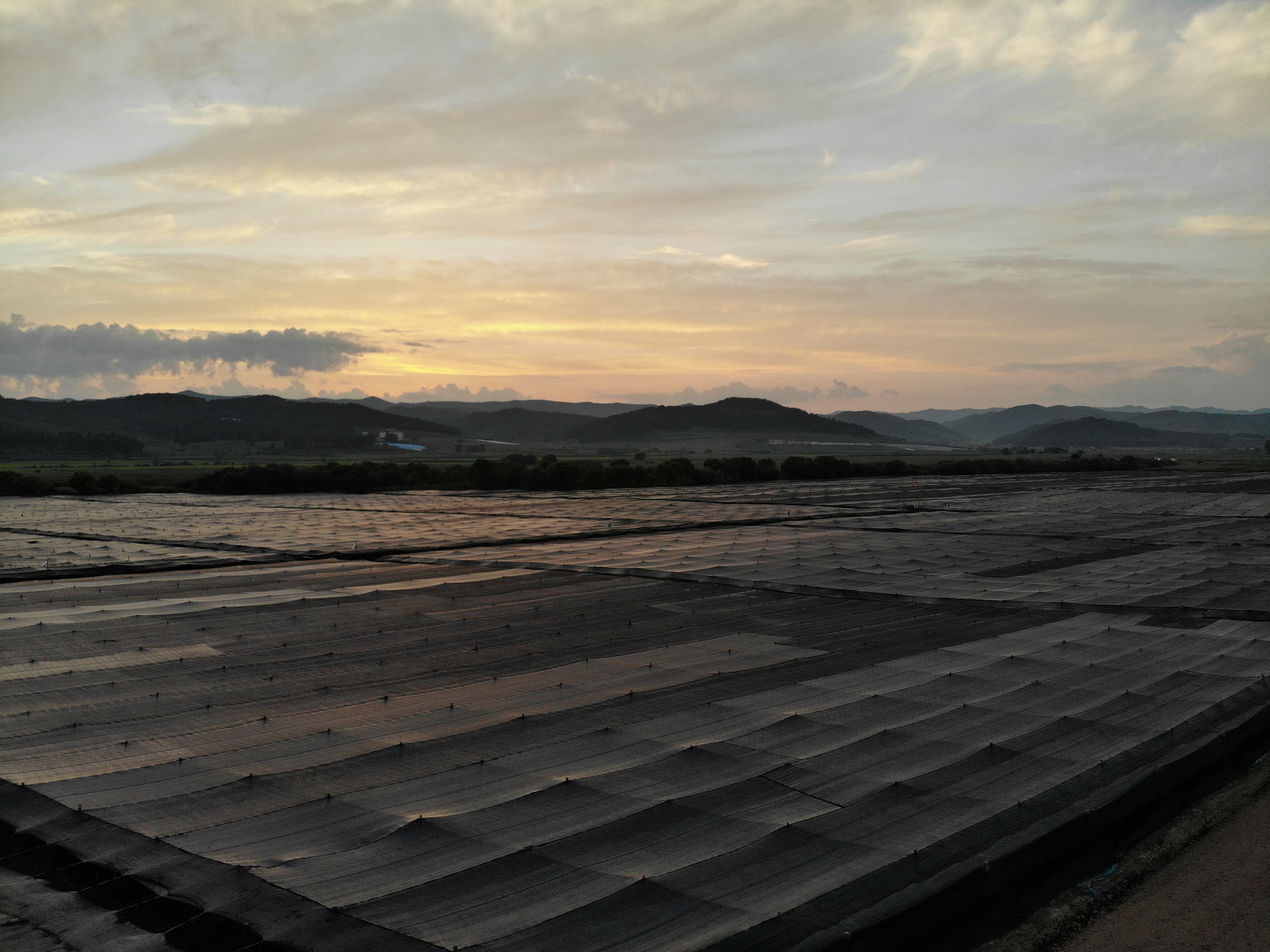 高丽参和红参有什么区别,中国红和高丽红区别