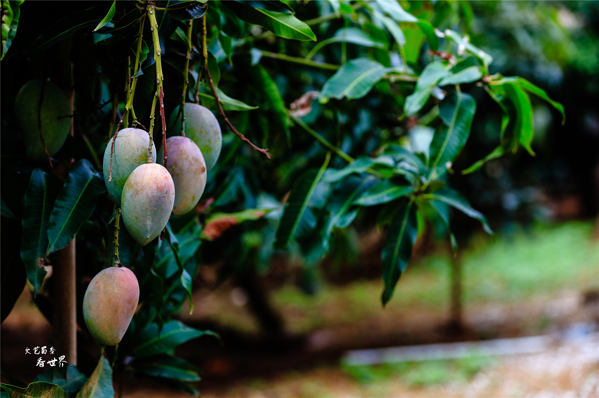 四川攀枝花适合过冬养老吗,攀枝花哪里成都人过冬最好
