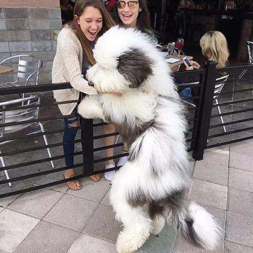 什么狗最粘人温顺,哪种狗性格温顺还会保护主人