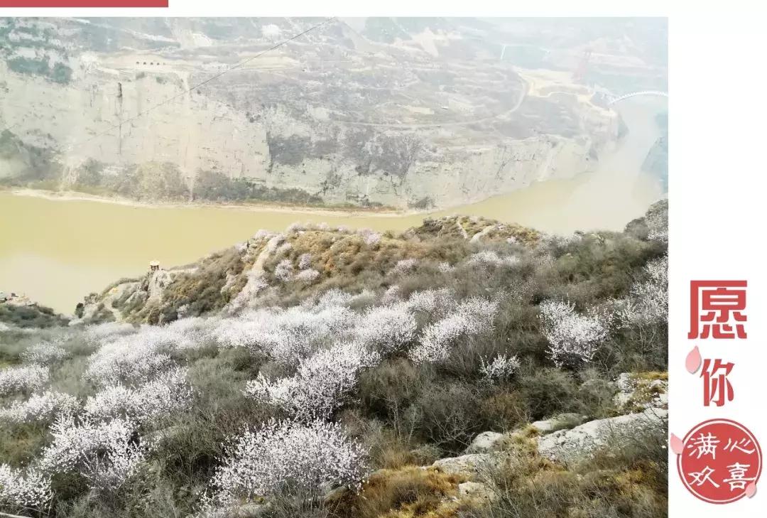 黄河桃花朵朵开,黄河大梯子崖上的风景