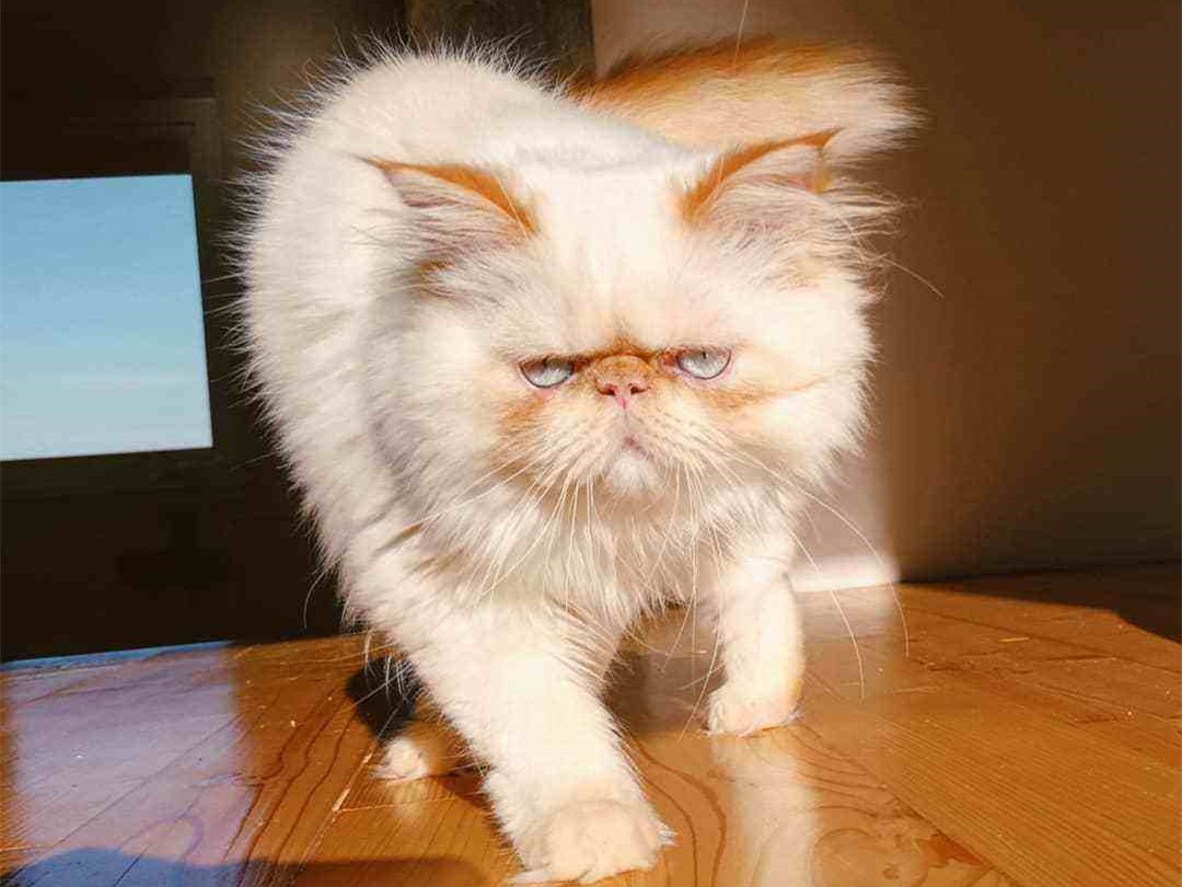 猫咪犯错它知道吗,猫咪犯错的6个表现