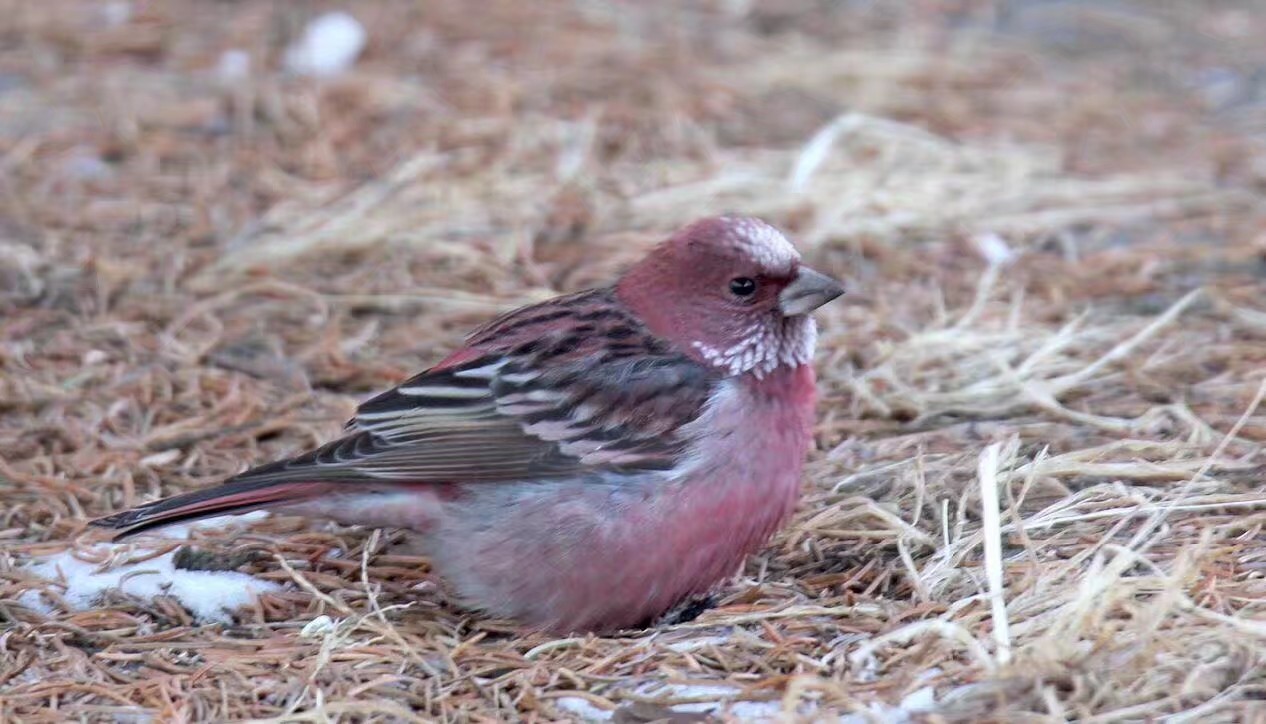 伊春市林区今昔对比,伊春六七十年代林区林场