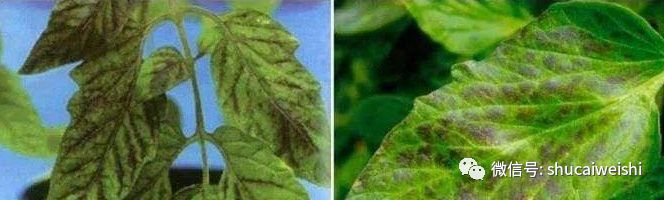 番茄缺镁有什么症状,番茄病毒病的防治和缺素防治