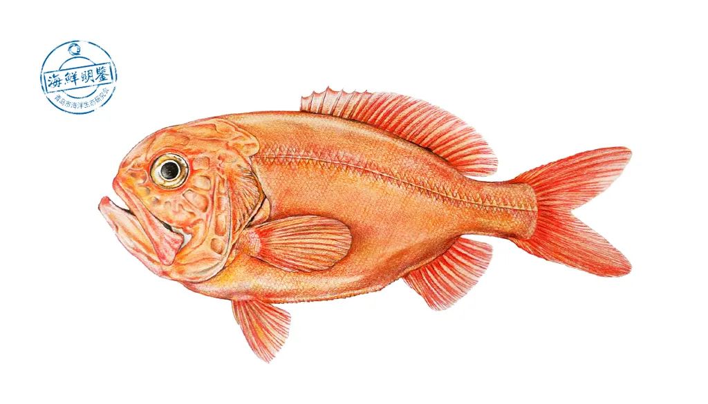 长寿鱼为什么建议避免食用,好健康的长寿鱼