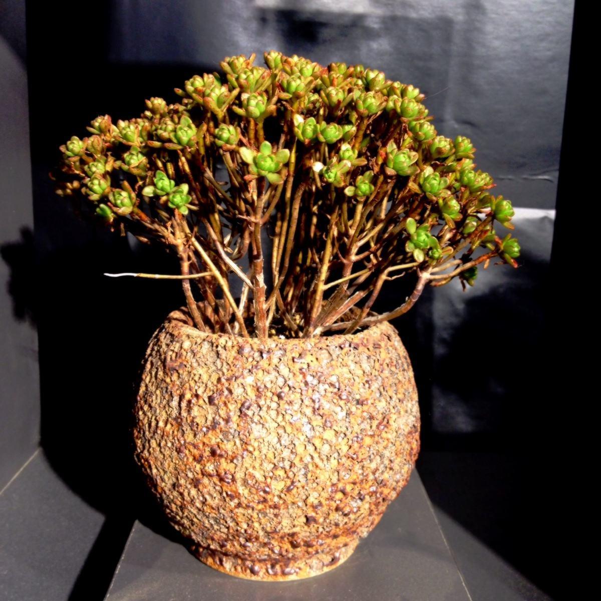 废旧盒子用来养多肉，叶片肥润颜值高，创意十足增添不少乐趣