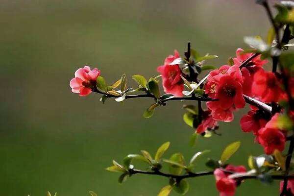 醉花阴小说全文阅读,醉花阴李清照