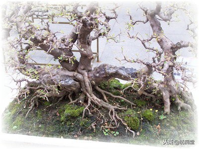 丛林式盆景欣赏,盆景欣赏及制作